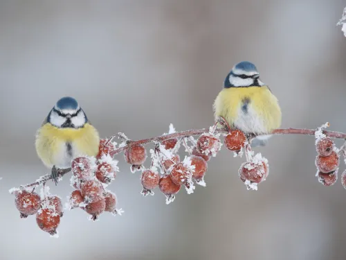 Two blue tits sitting on a branch of red berries covered in frost.