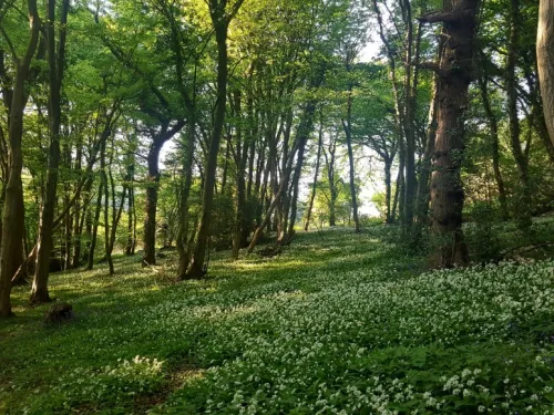 Quarry Wood