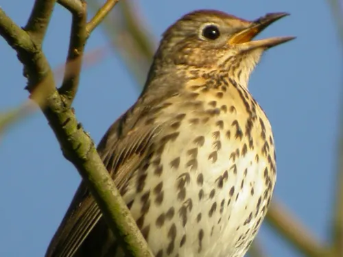 Song Thrush