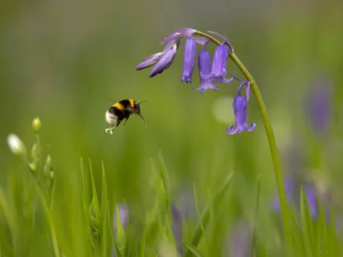 Bumblebee and a bluebell