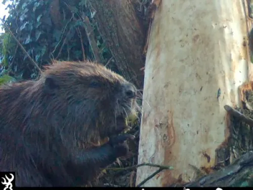 Beaver chewing bark 