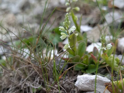 Kentish Milkwort 