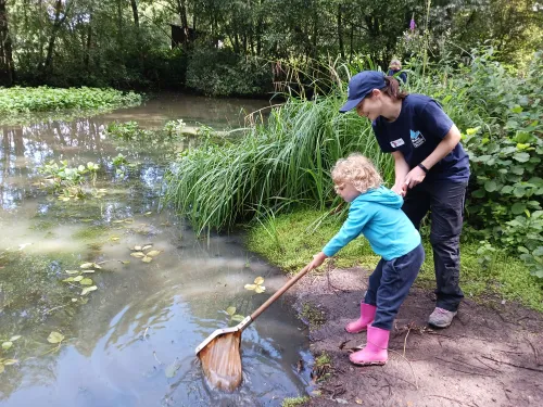 A child pond dipping, being supported by a member of KWT staff. 