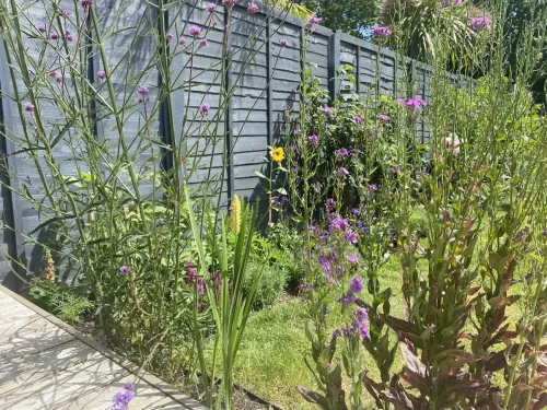 A wild garden filled with colourful flowers.
