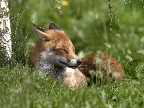 A fox with its eyes closed in the grass at Kiln Wood.