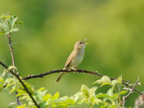 Grasshopper warbler