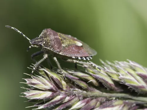 A hairy shieldbug standing on a grass head