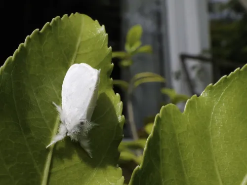 A fluffy, white brown-tail moth resting on a leaf