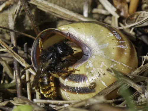 A red-tailed mason bee entering her nest in an empty snail shell. She is a small, slim black bee with a fuzzy orange abdomen